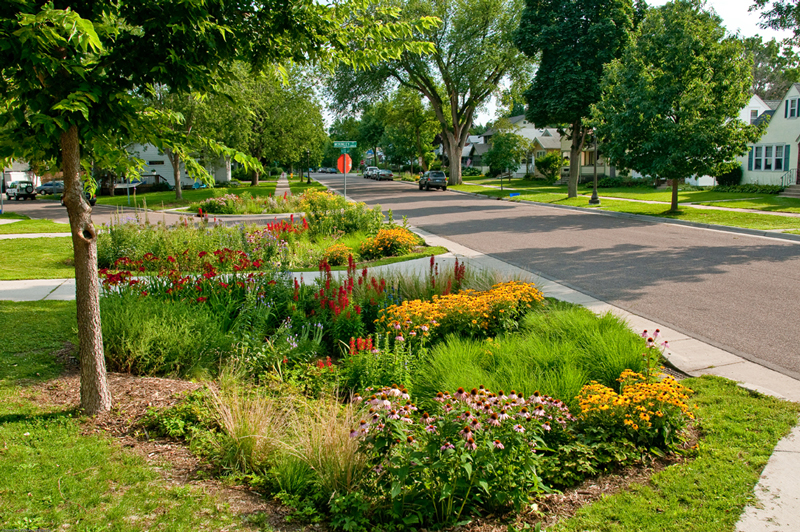 Colorful rain garden planted in a curb strip along a suburban street