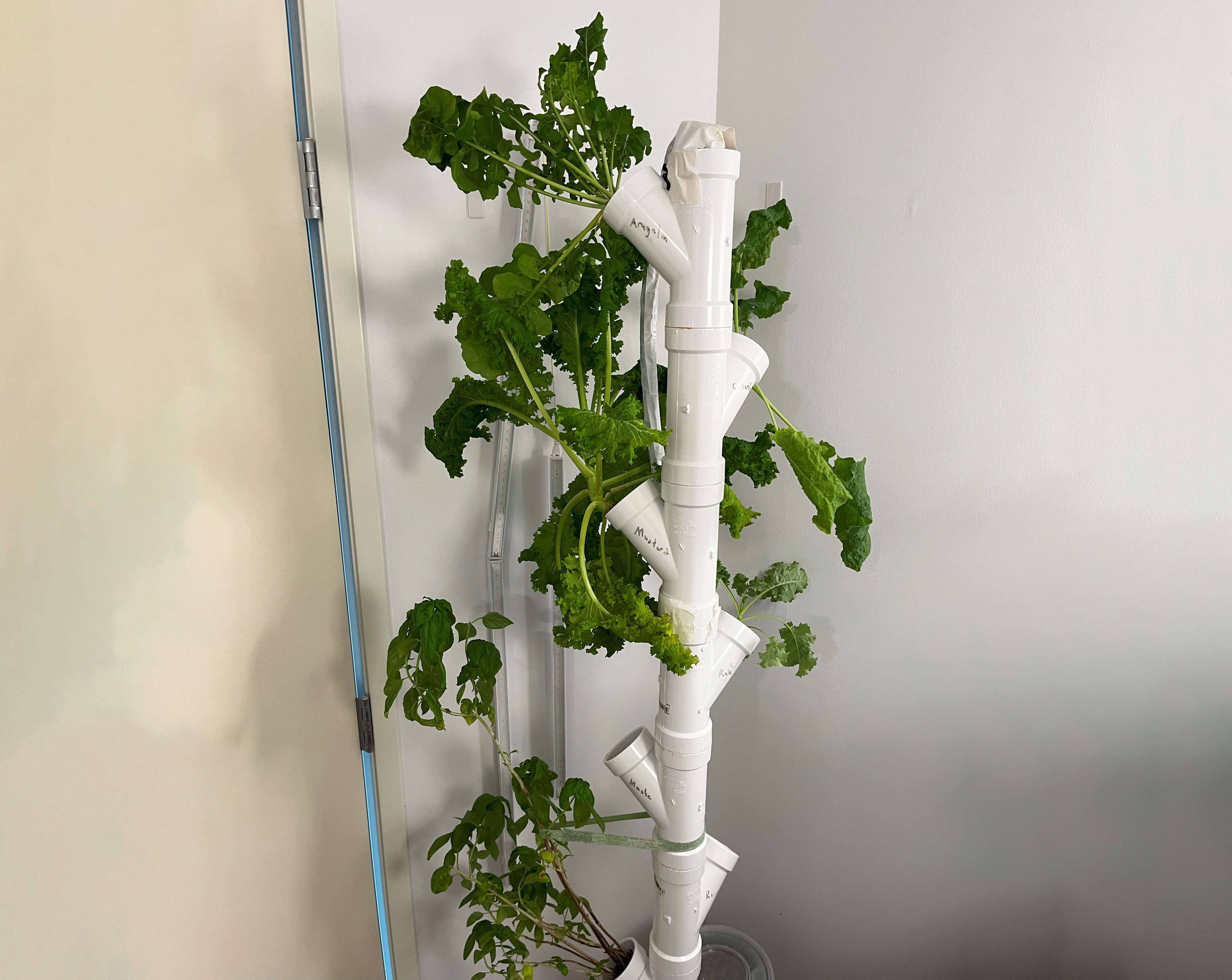 Homemade hydroponic tower growing various leafy greens in an apartment