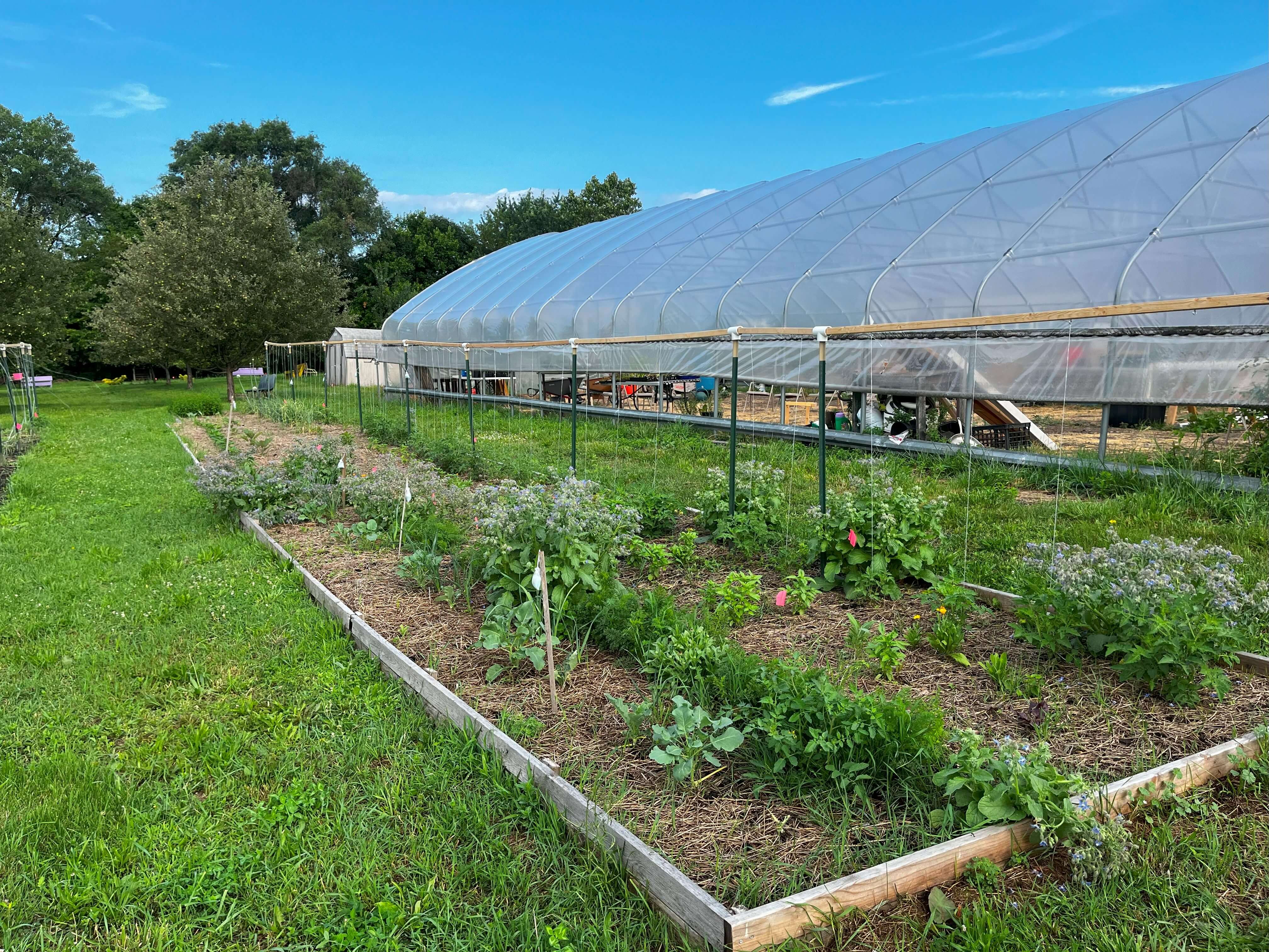 Farm plot at Vel's Purple Oasis planted with a variety of vegetables